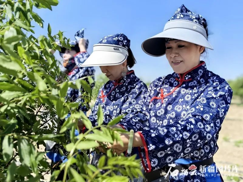 一棵文冠果树 带火“茶油旅”融合经济
