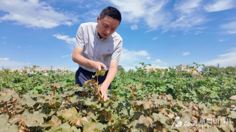 神奇！新疆棉花里“长”出虾青素