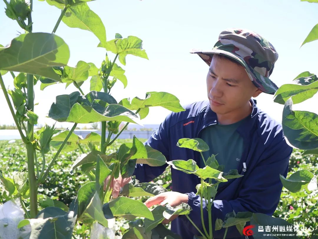 把论文写在新疆大地上——范李强的新疆棉田科研路