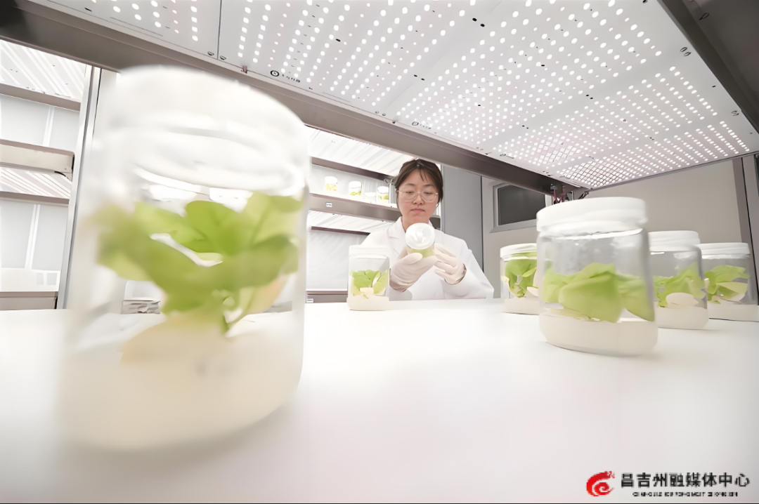 昌吉综合试验基地获批国家级野外科学观测站 跻身农业科研“国...