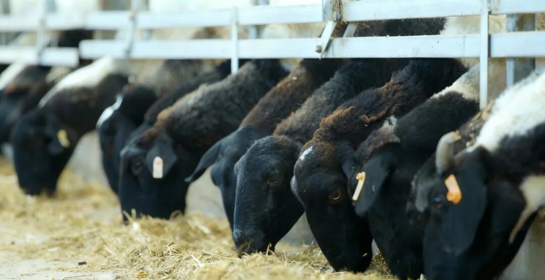 从“及时雨”到“强引擎”！“牧九条”“昌五条”激活昌吉国家...