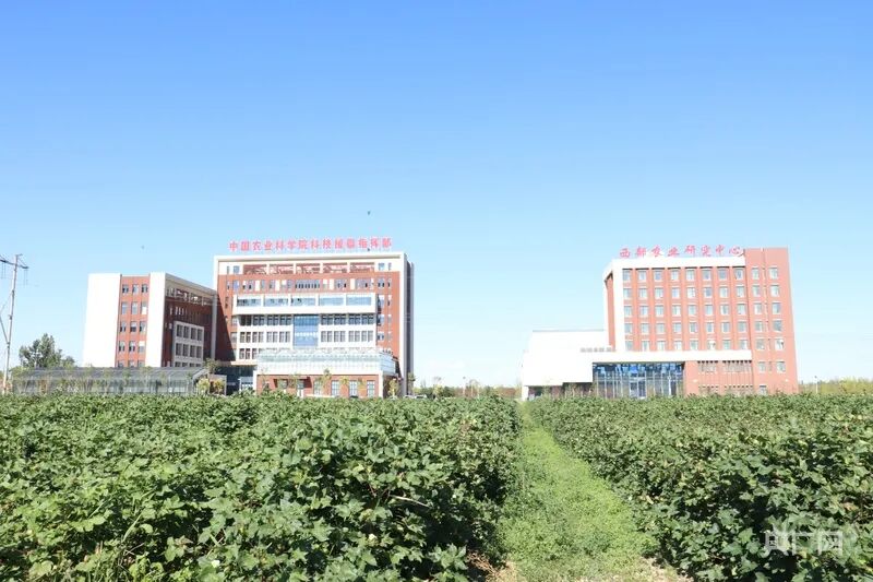 新质新造·昌吉丨科技赋能“黄金带” 解锁新疆玉米高产密码