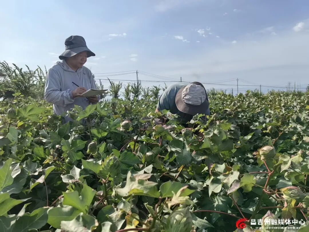 棉田怎么施肥更高产？西部中心科研团队给出棉田营养“新食谱”