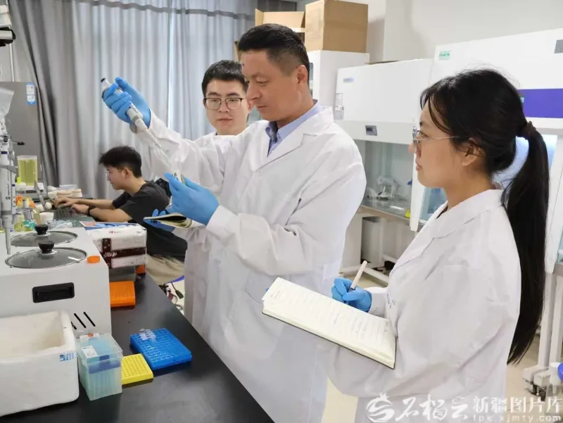 破解新疆棉花高产优质两难问题！我国科研团队找到棉纤维代谢调...